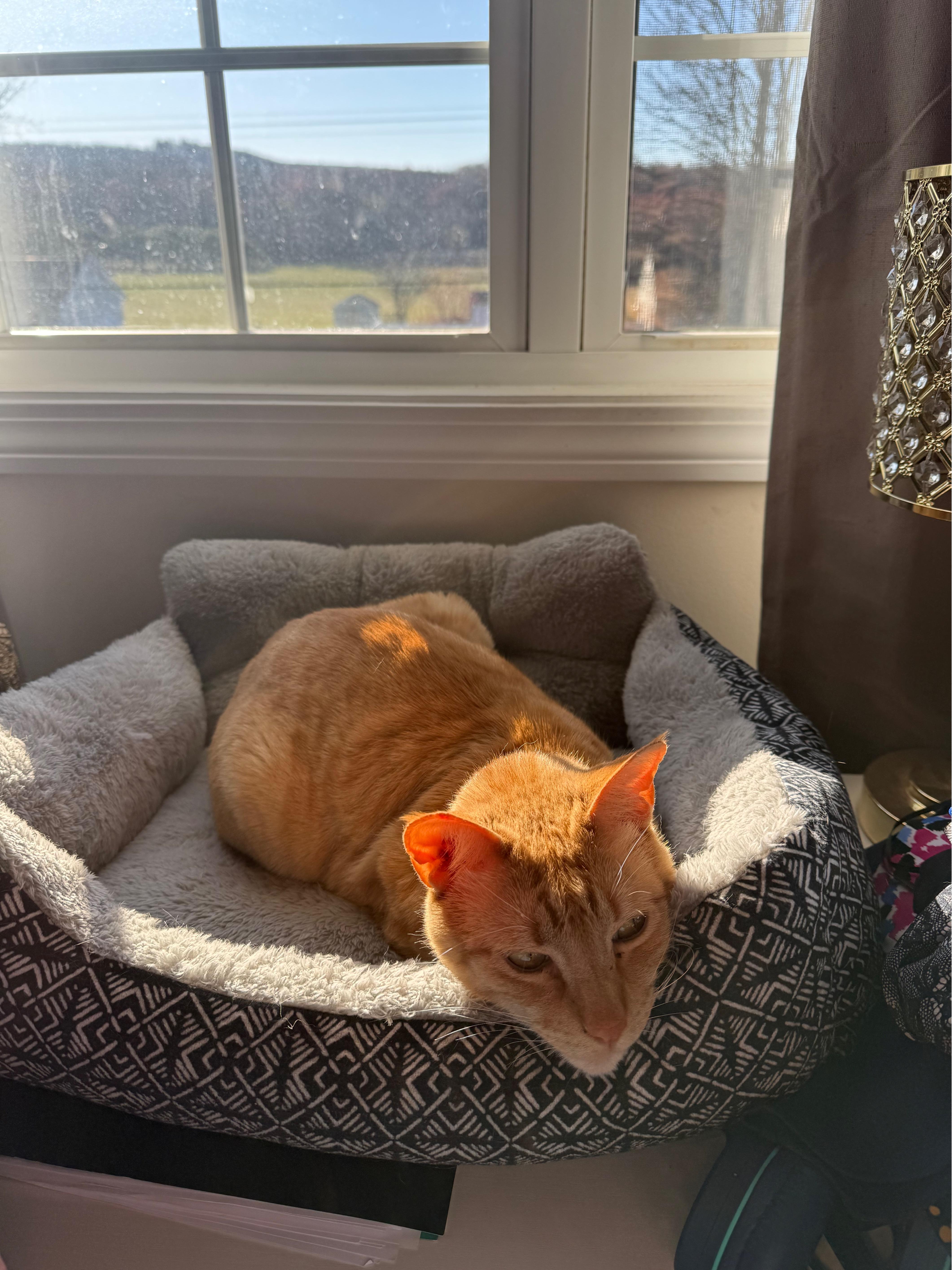 Leo, a ADOPTABLE Domestic Short Hair in Enfield, CT image 3/4