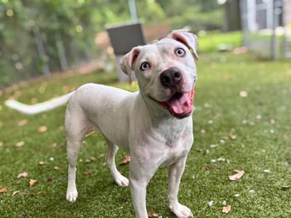 Enlarge Aspen, a Adoptable mixed breed in Gainesville, FL image 1/3