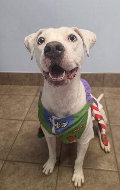 Enlarge Aspen, a Adoptable mixed breed in Gainesville, FL image 2/3