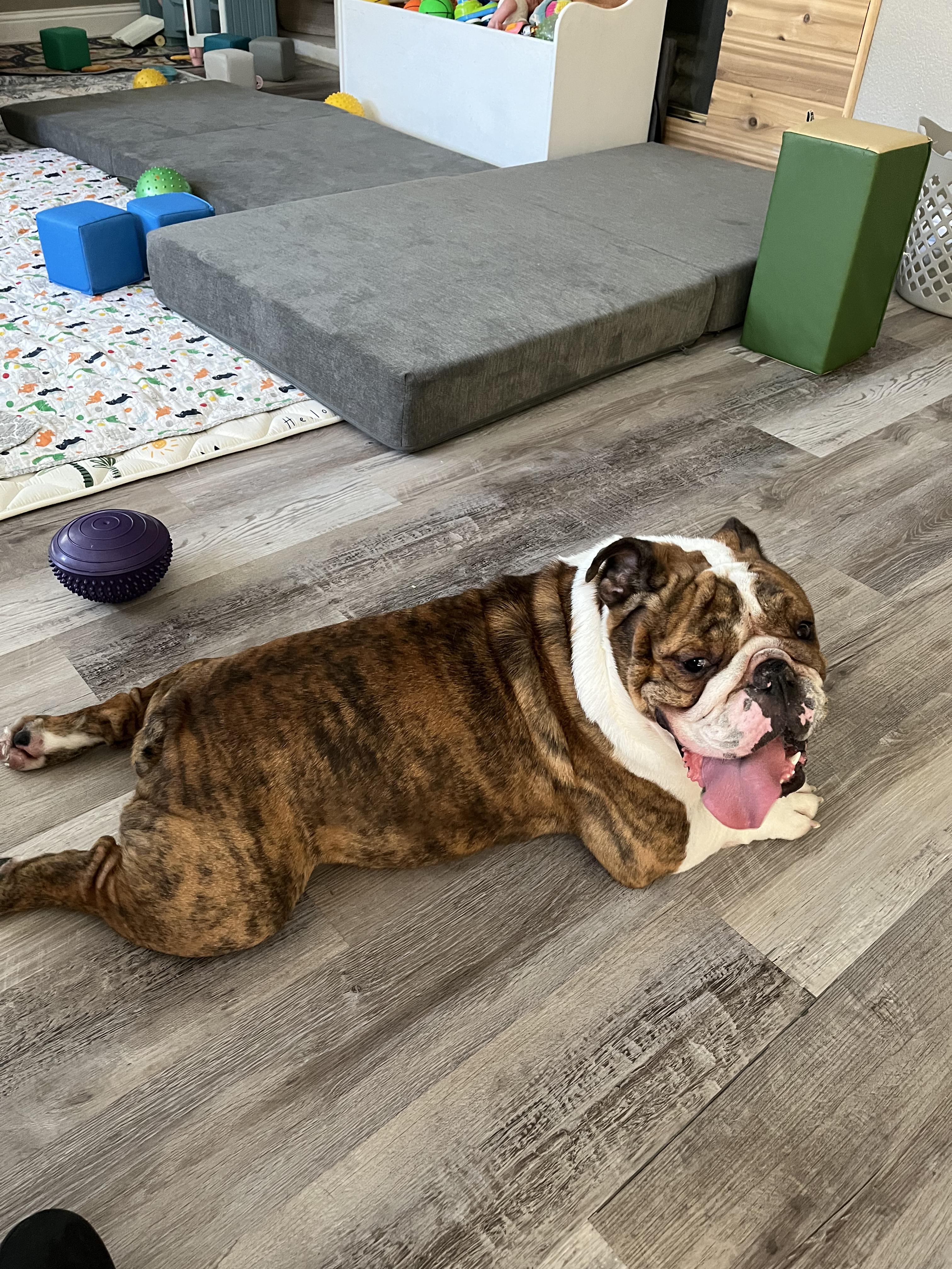 Terrance, ADOPTABLE, Adult Male English Bulldog.