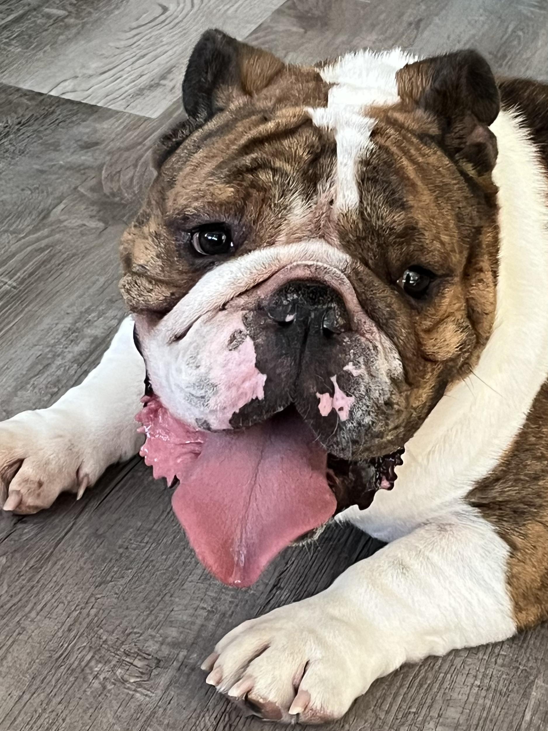 Terrance, a ADOPTABLE English Bulldog in Penryn, CA image 3/3