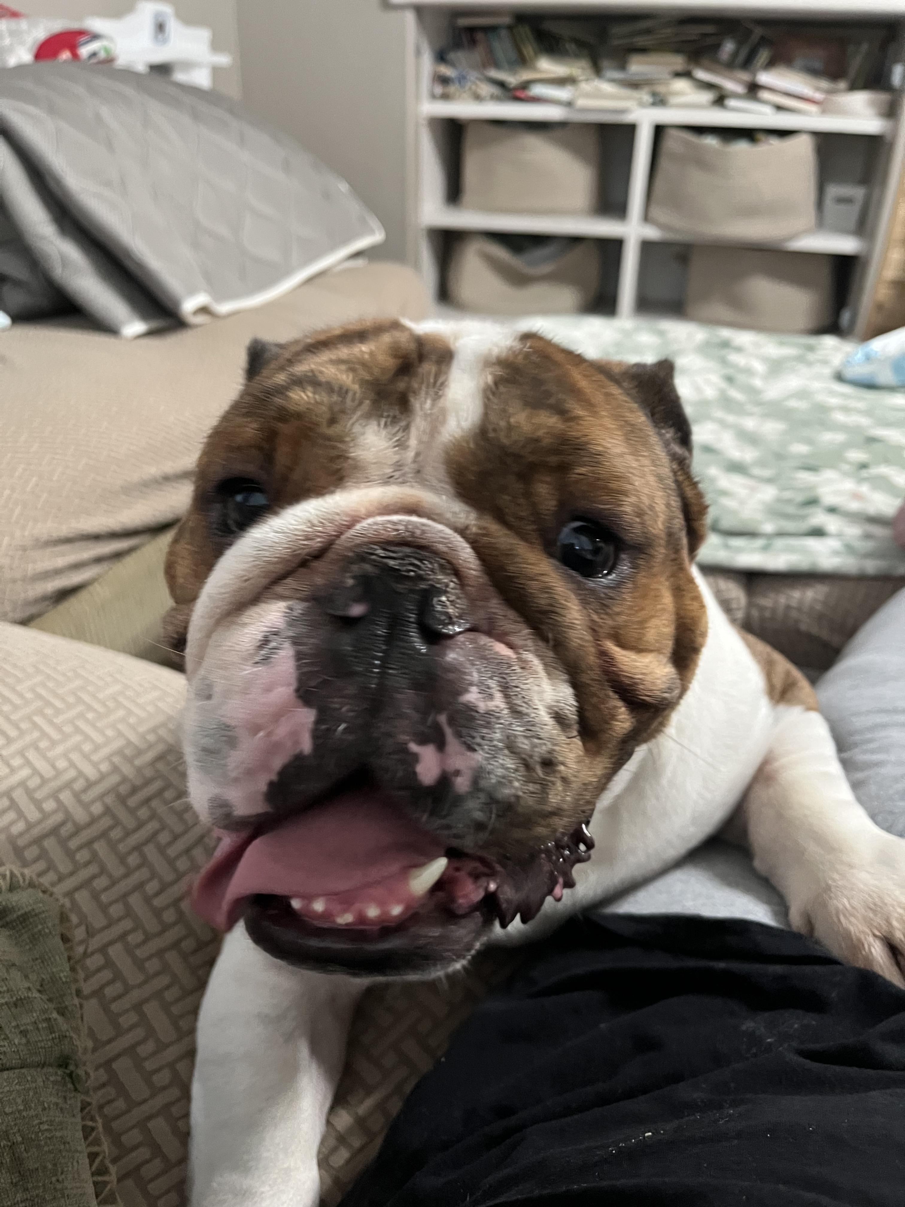 Terrance, a ADOPTABLE English Bulldog in Penryn, CA image 2/3