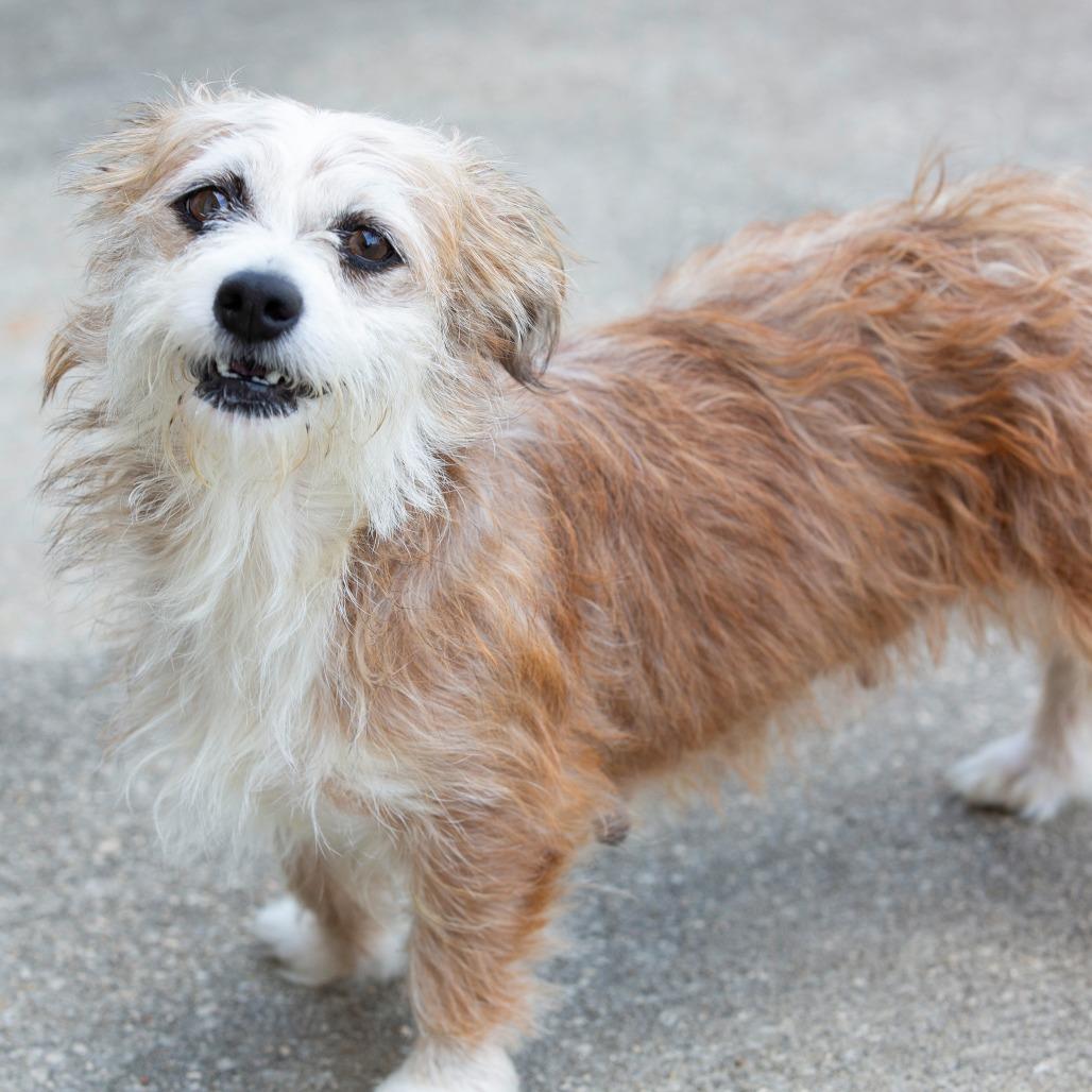 Enlarge Sally, a Adoptable Mixed Breed in Cartersville, GA image 1/4