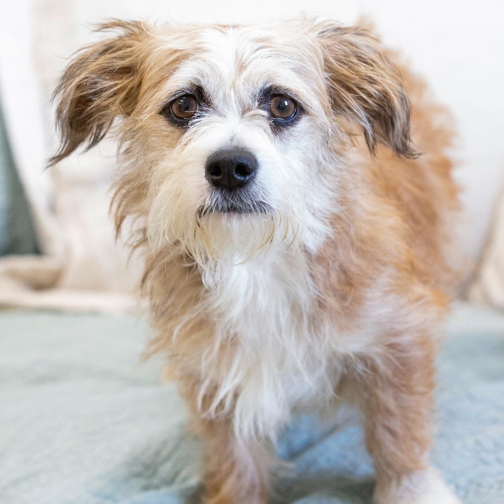 Enlarge Sally, a Adoptable Mixed Breed in Cartersville, GA image 2/4