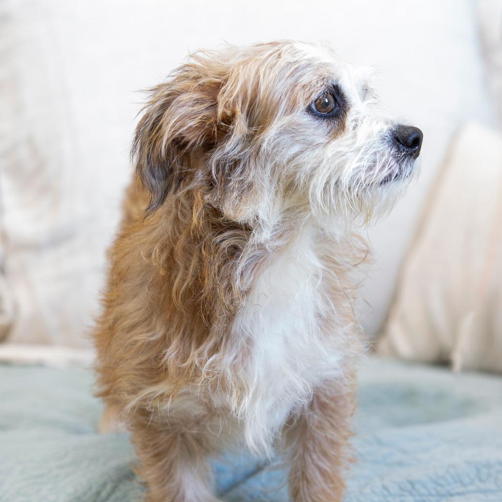 Enlarge Sally, a Adoptable Mixed Breed in Cartersville, GA image 3/4