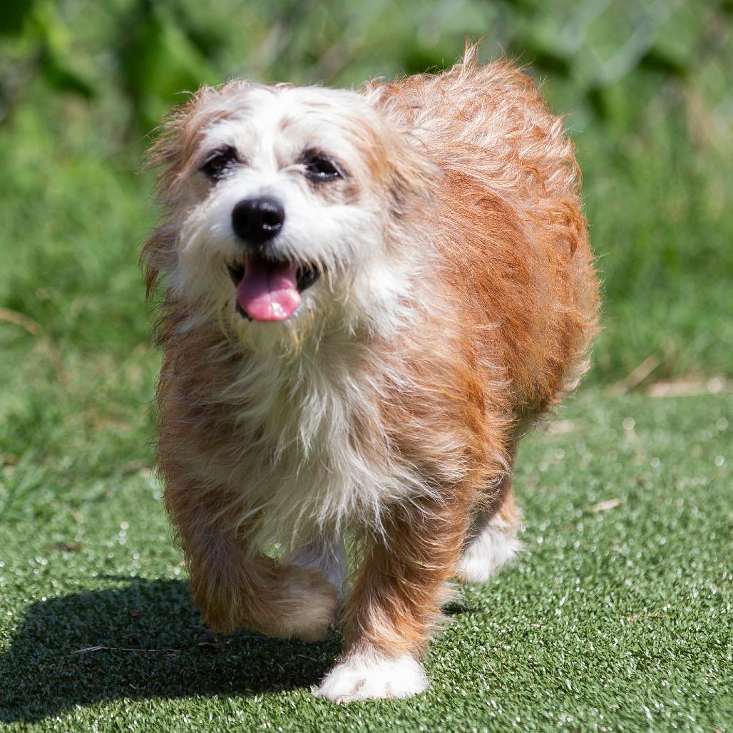 Enlarge Sally, a Adoptable Mixed Breed in Cartersville, GA image 4/4