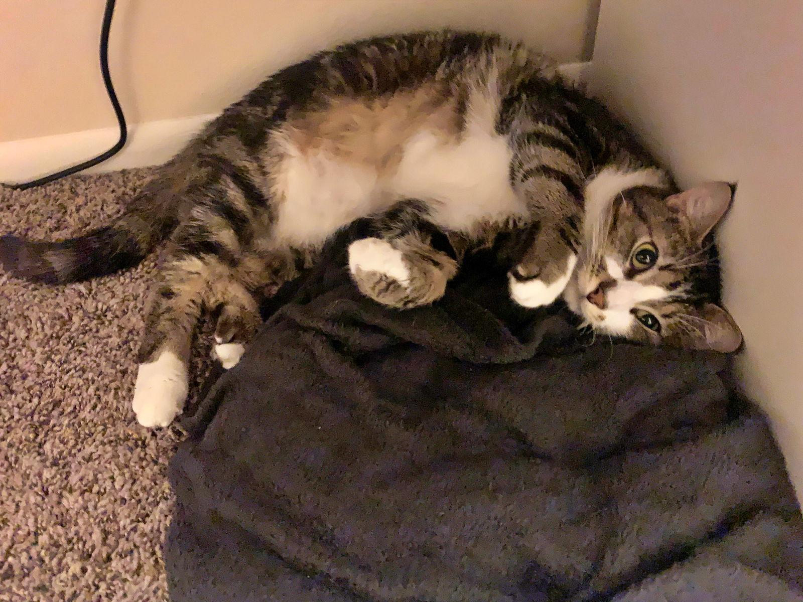 MACHI #1797 - Offered by Owner - Young Male, Adoptable, Adult Male Tabby & Domestic Short Hair.