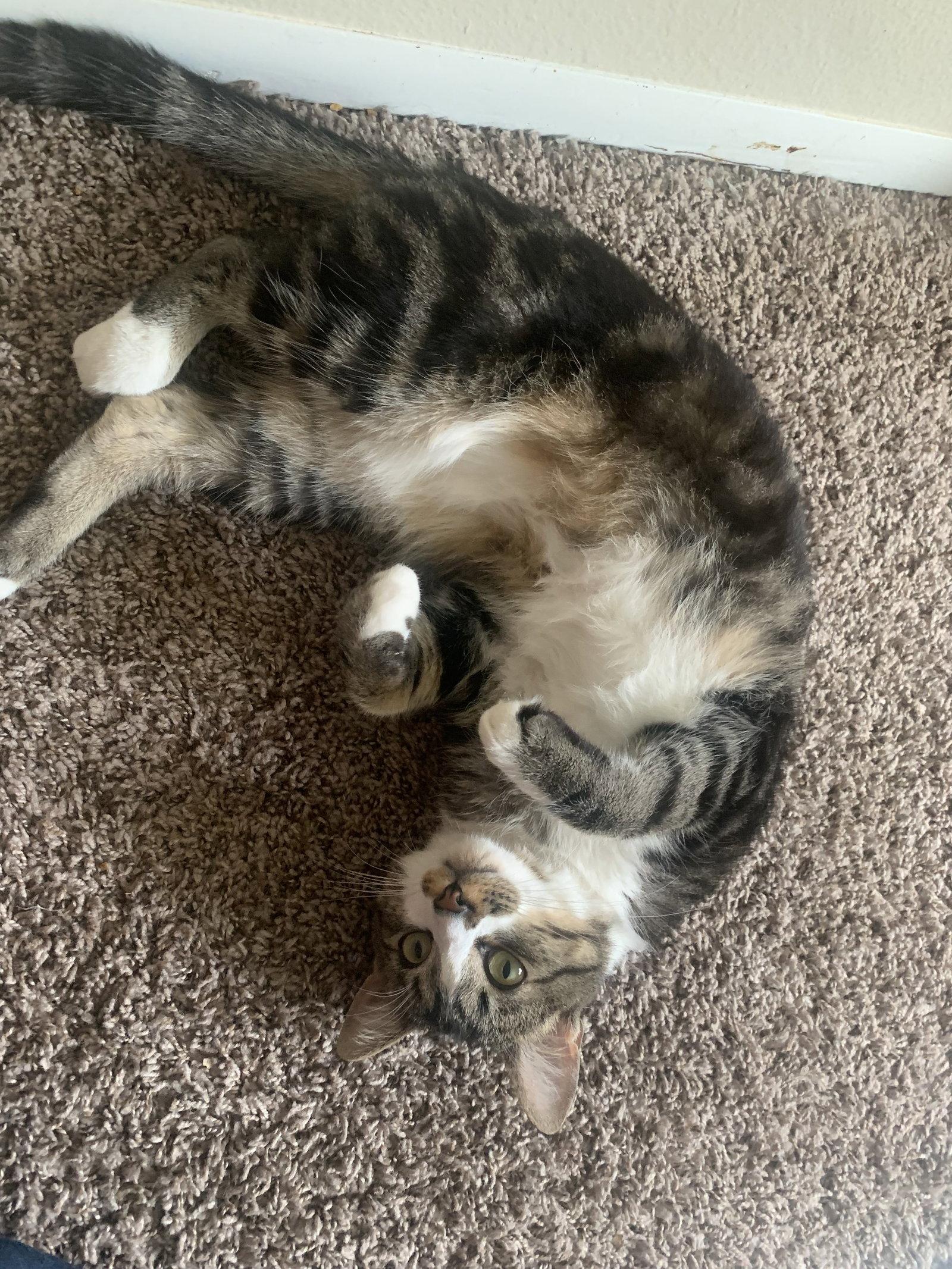 Enlarge MACHI #1797 - Offered by Owner - Young Male, a Adoptable mixed breed in Hillsboro, OR image 2/3