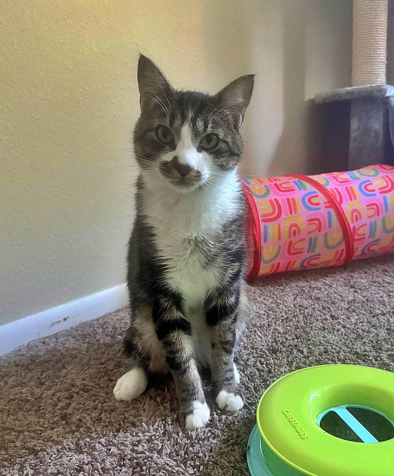 Enlarge MACHI #1797 - Offered by Owner - Young Male, a Adoptable mixed breed in Hillsboro, OR image 2/3