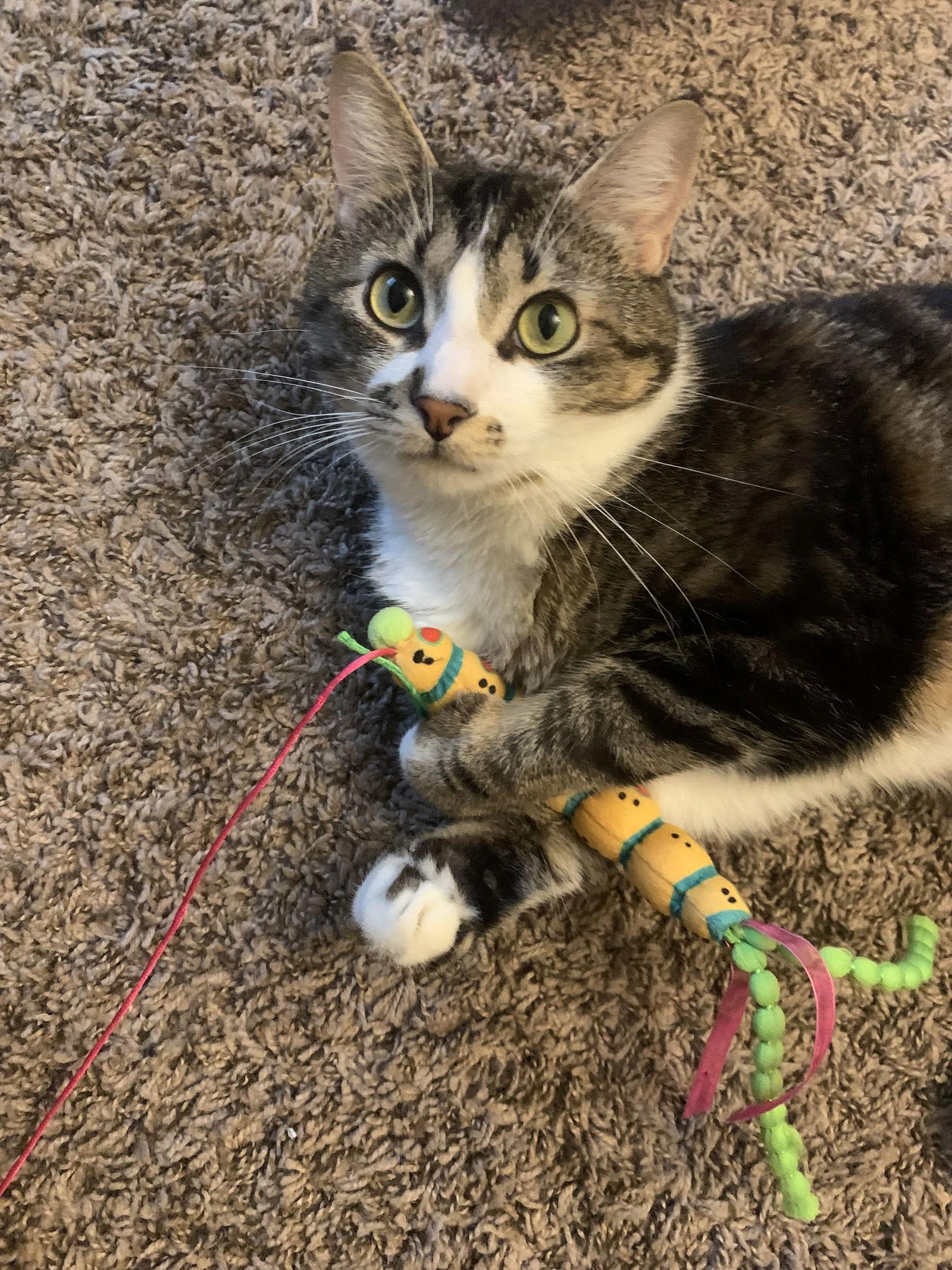 Enlarge MACHI #1797 - Offered by Owner - Young Male, a Adoptable mixed breed in Hillsboro, OR image 3/3