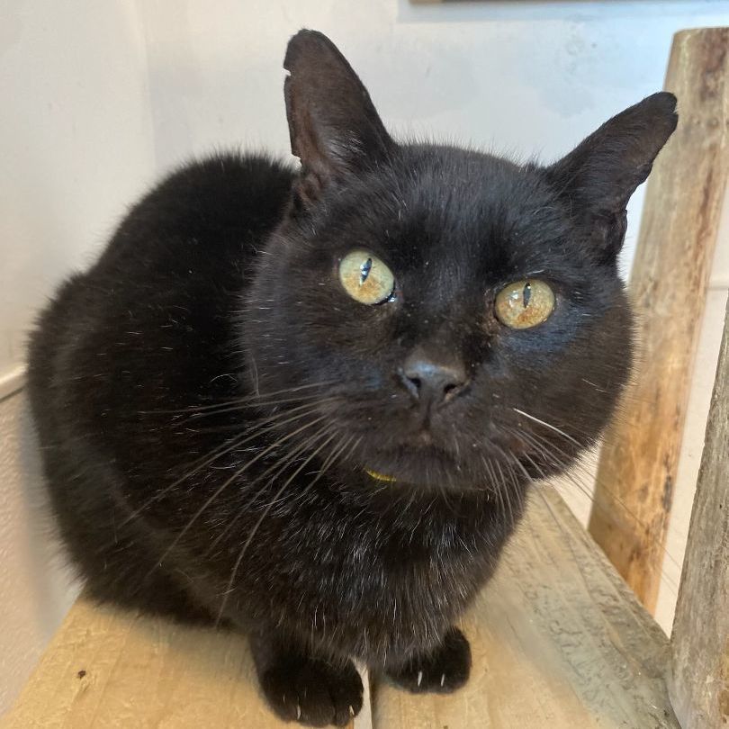 Jim, Adoptable, Adult Male Domestic Short Hair.