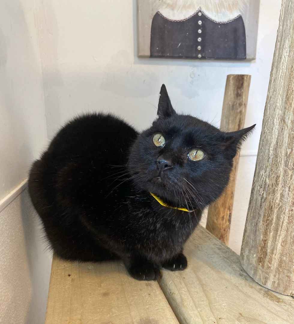 Jim, a Adoptable Domestic Short Hair in Chicago, IL image 2/4