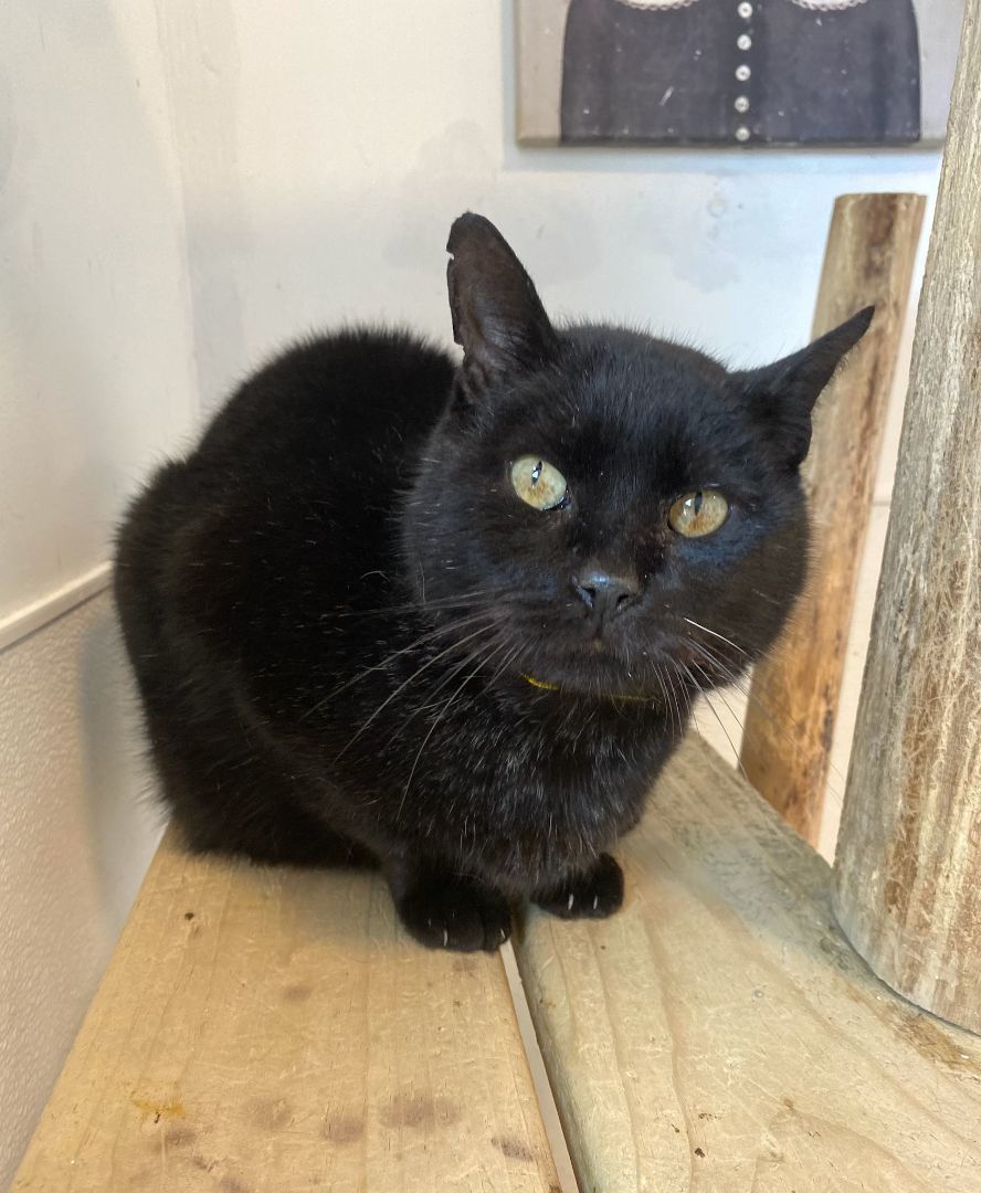 Jim, a Adoptable Domestic Short Hair in Chicago, IL image 3/4