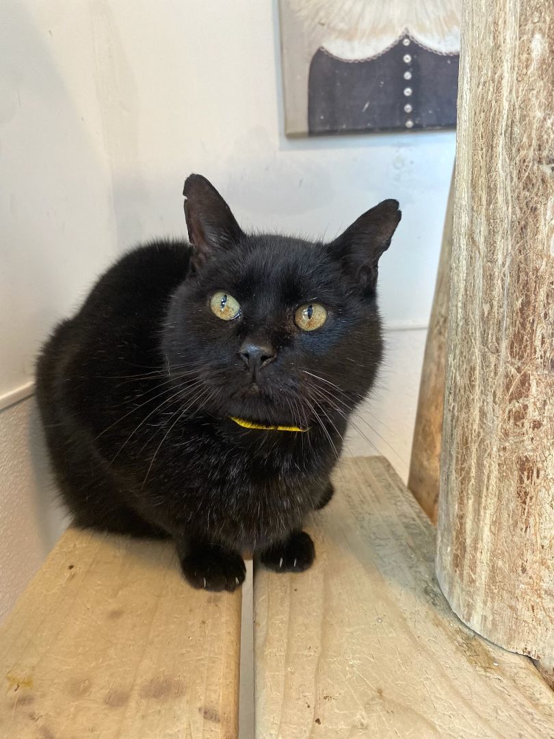 Jim, a Adoptable Domestic Short Hair in Chicago, IL image 4/4