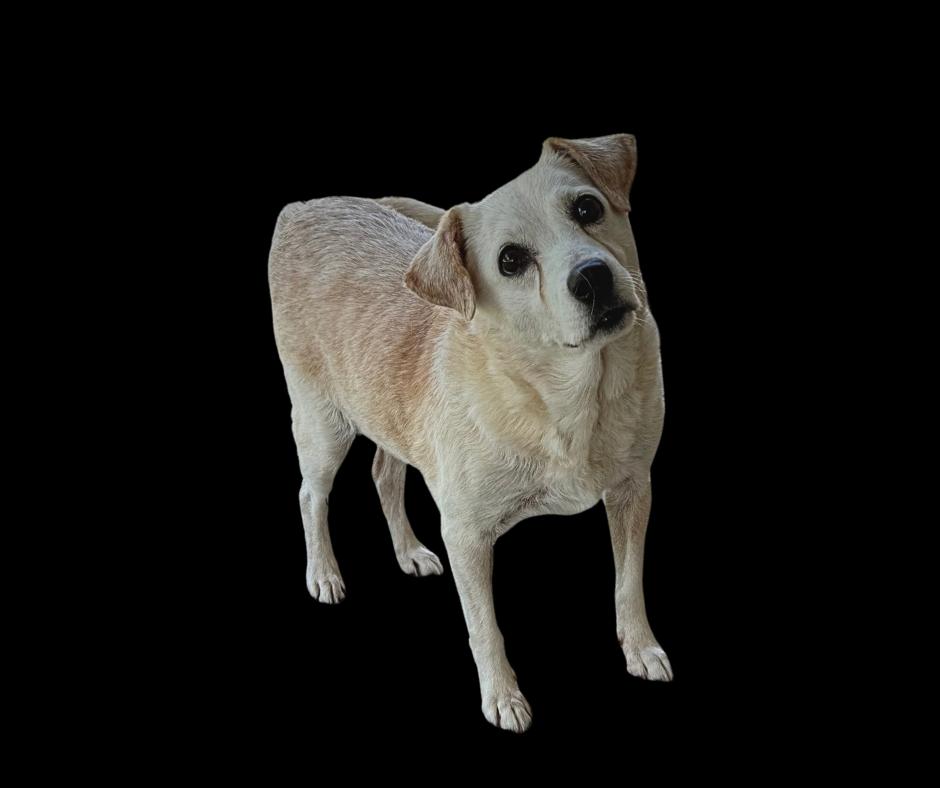 Enlarge Tortilla, a Adoptable mixed breed in Troy, AL image 1/2