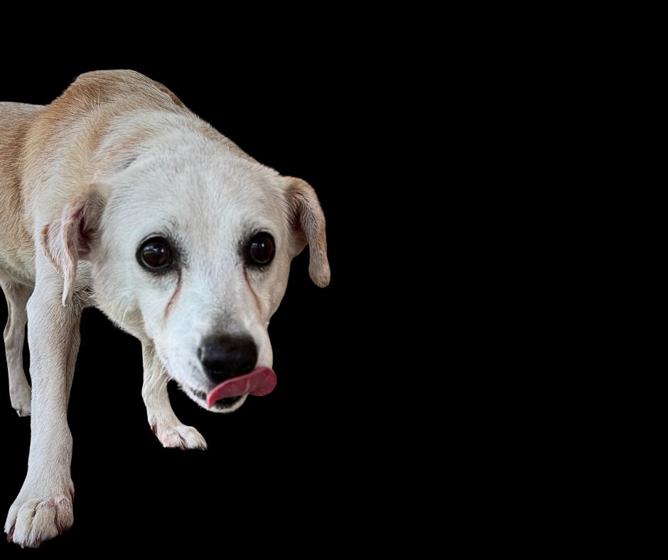 Enlarge Tortilla, a Adoptable mixed breed in Troy, AL image 2/2