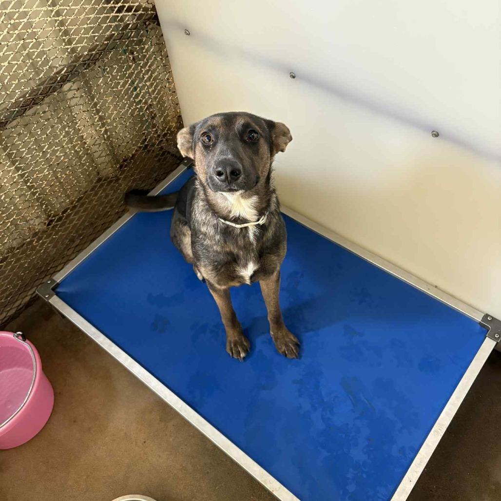 Karma, Adoptable, Young Female German Shepherd Dog & Belgian Shepherd / Malinois.