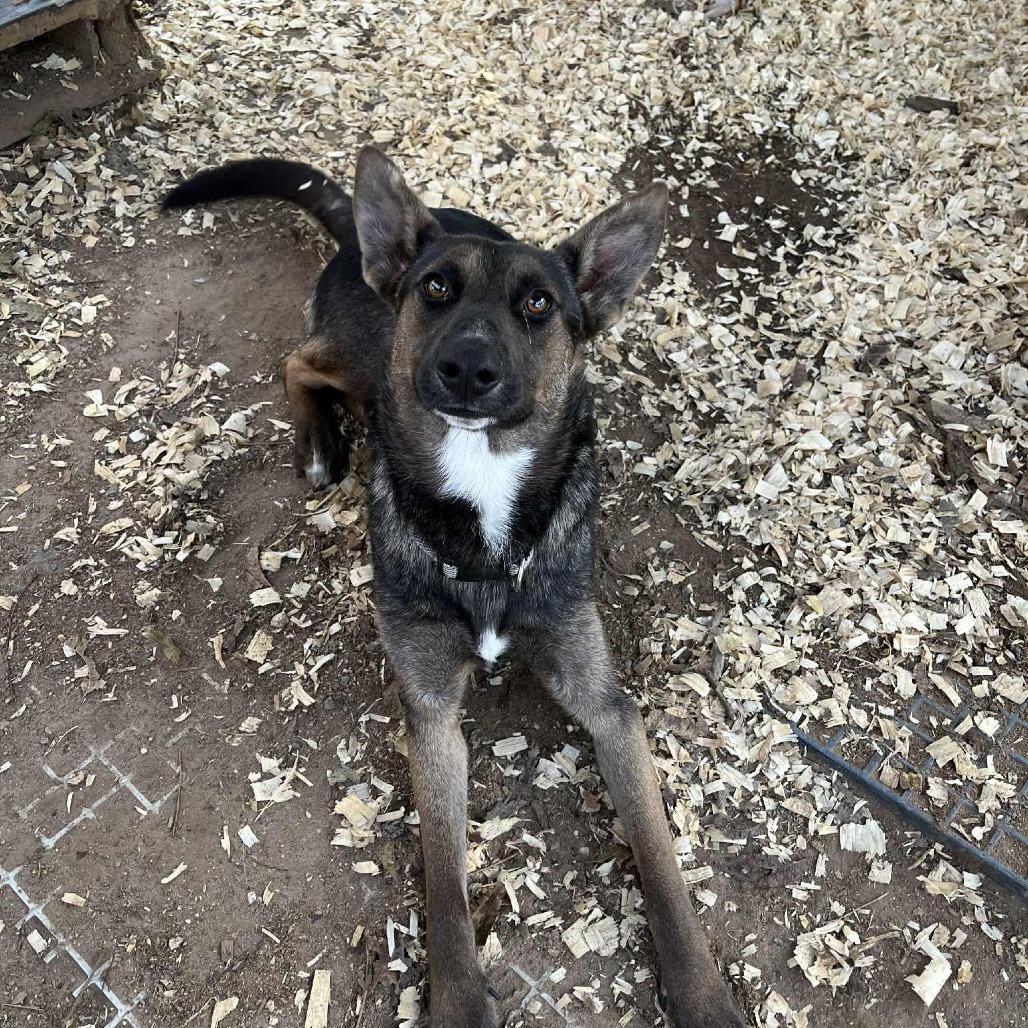 Karma, a Adoptable mixed breed in Stephenville, TX image 2/2