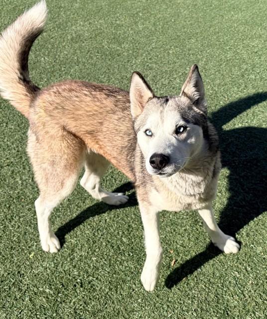 DAKOTA, Adoptable, Young Female Siberian Husky.