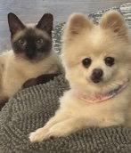 Sophie, Adopted, Adult Female Siamese & Domestic Short Hair.