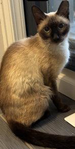 Sophie, a Adopted mixed breed in Shawnee, KS image 2/3