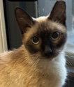 Sophie, a Adopted mixed breed in Shawnee, KS image 3/3