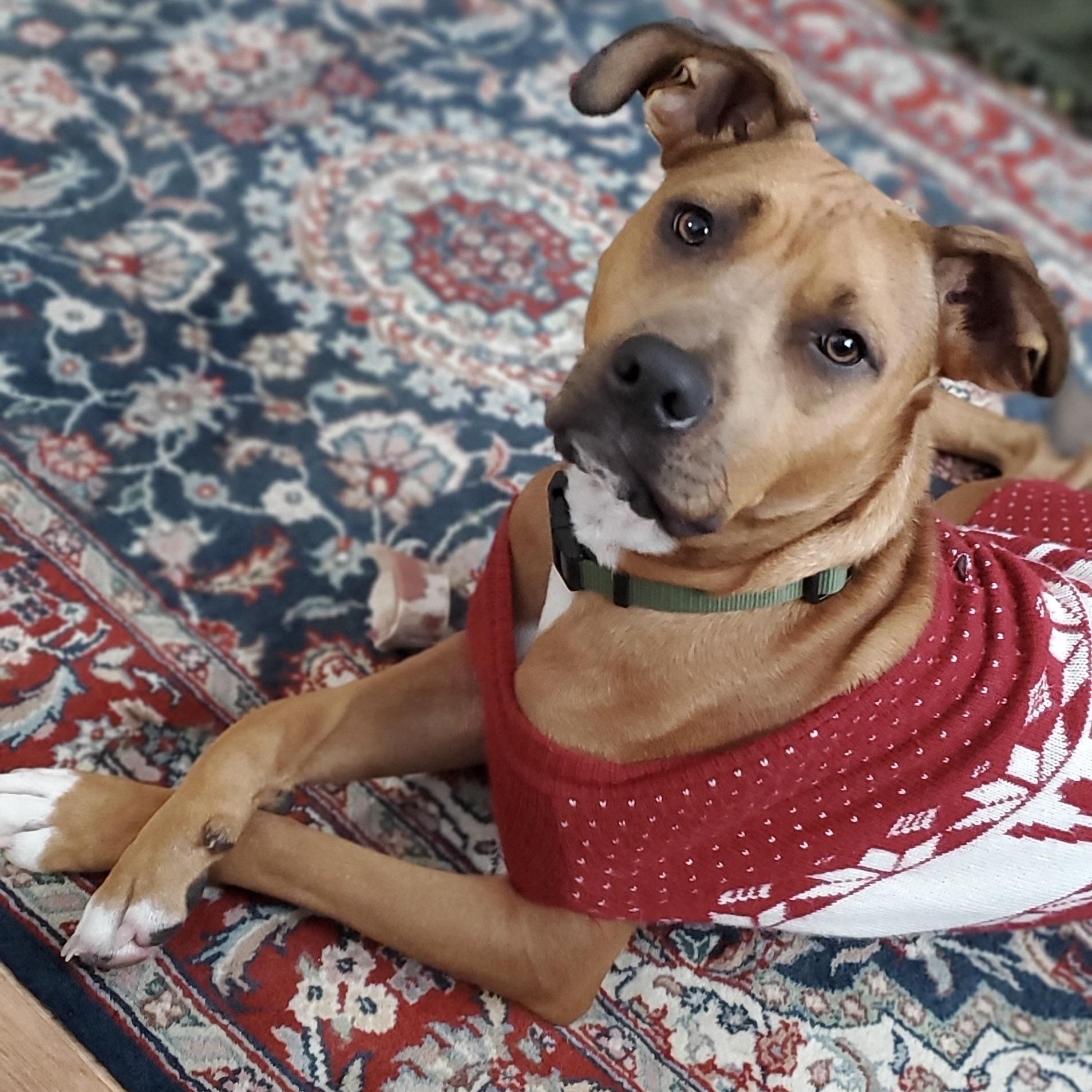 Russ, Adoptable, Young Male Boxer & Terrier.