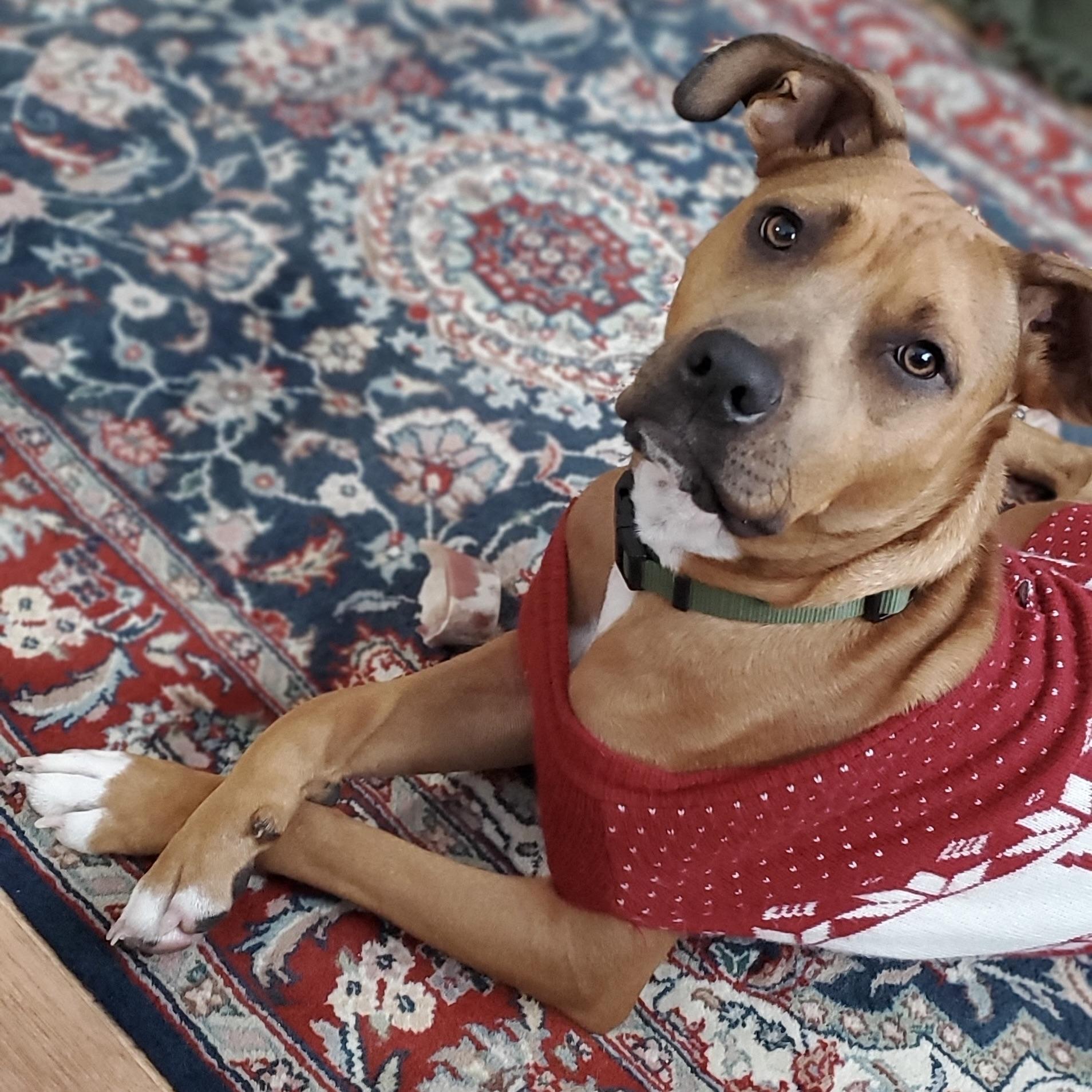 Russ, a Adoptable mixed breed in Prior Lake, MN image 2/6