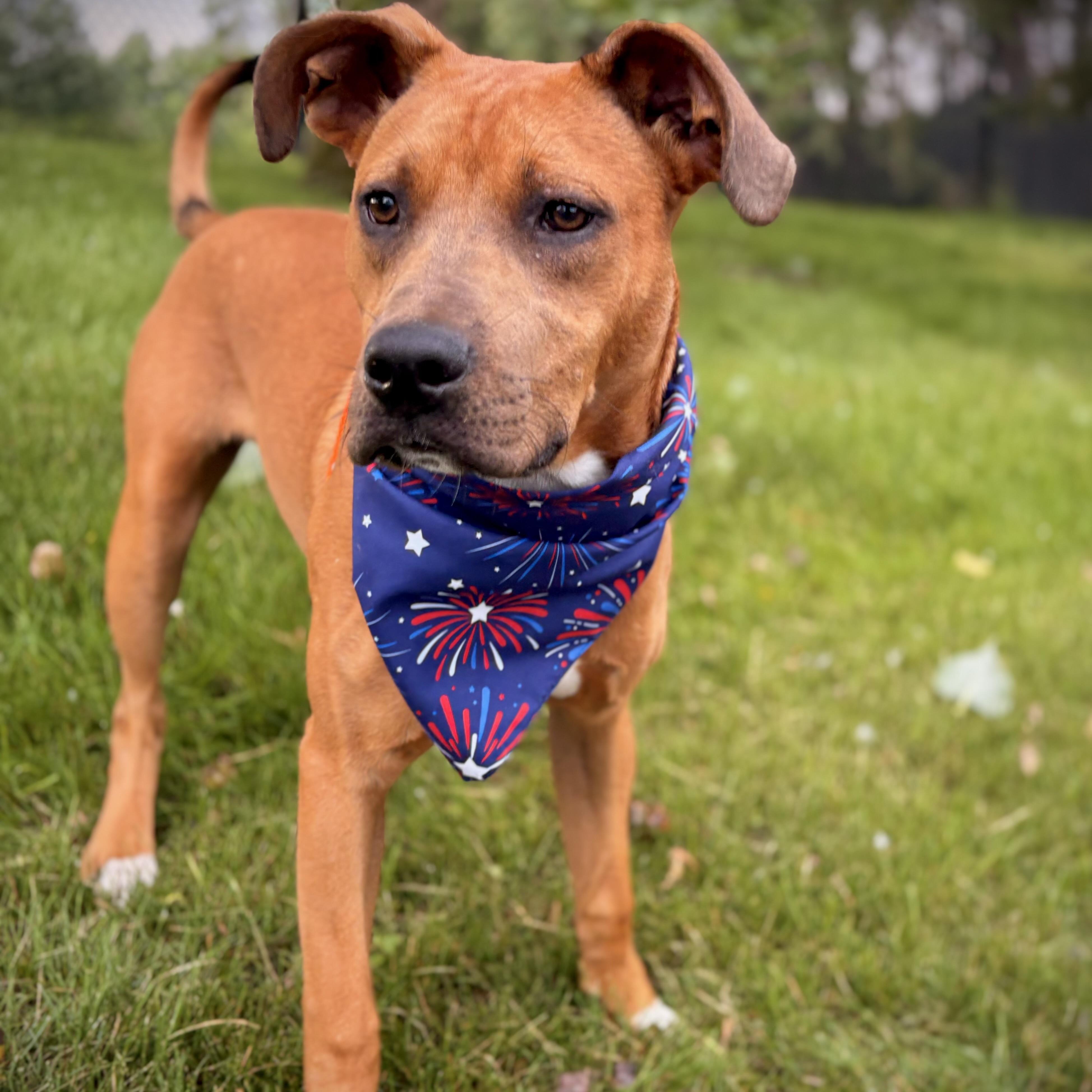 Russ, a Adoptable mixed breed in Prior Lake, MN image 6/6