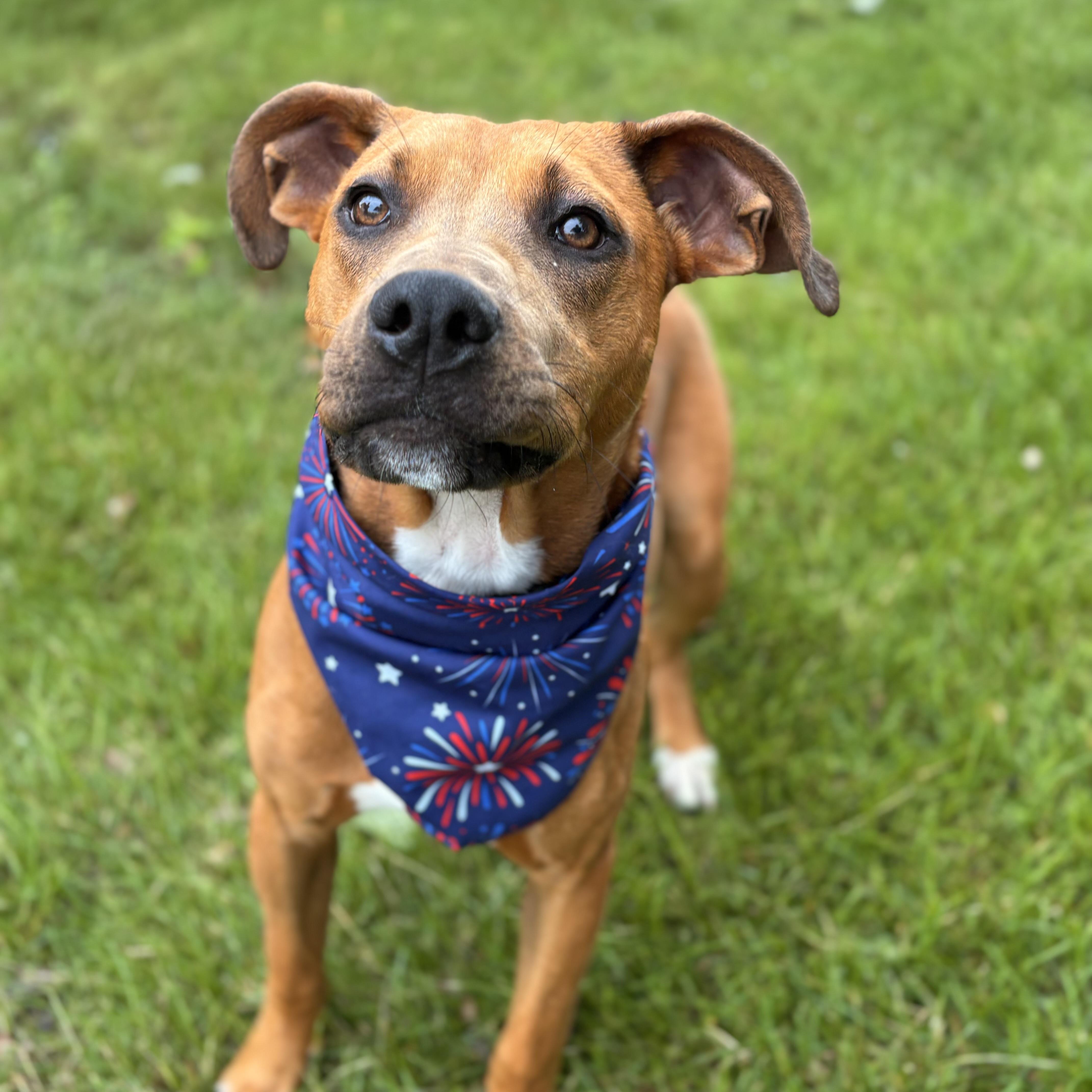 Russ, Adoptable, Young Male Boxer & Terrier.