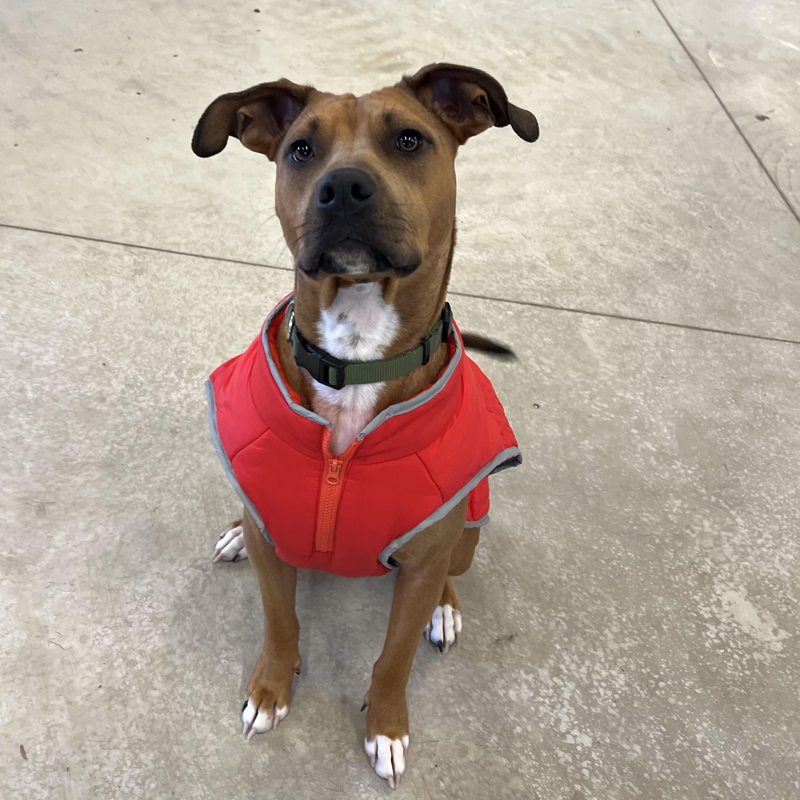 Russ, a Adoptable mixed breed in Prior Lake, MN image 4/6