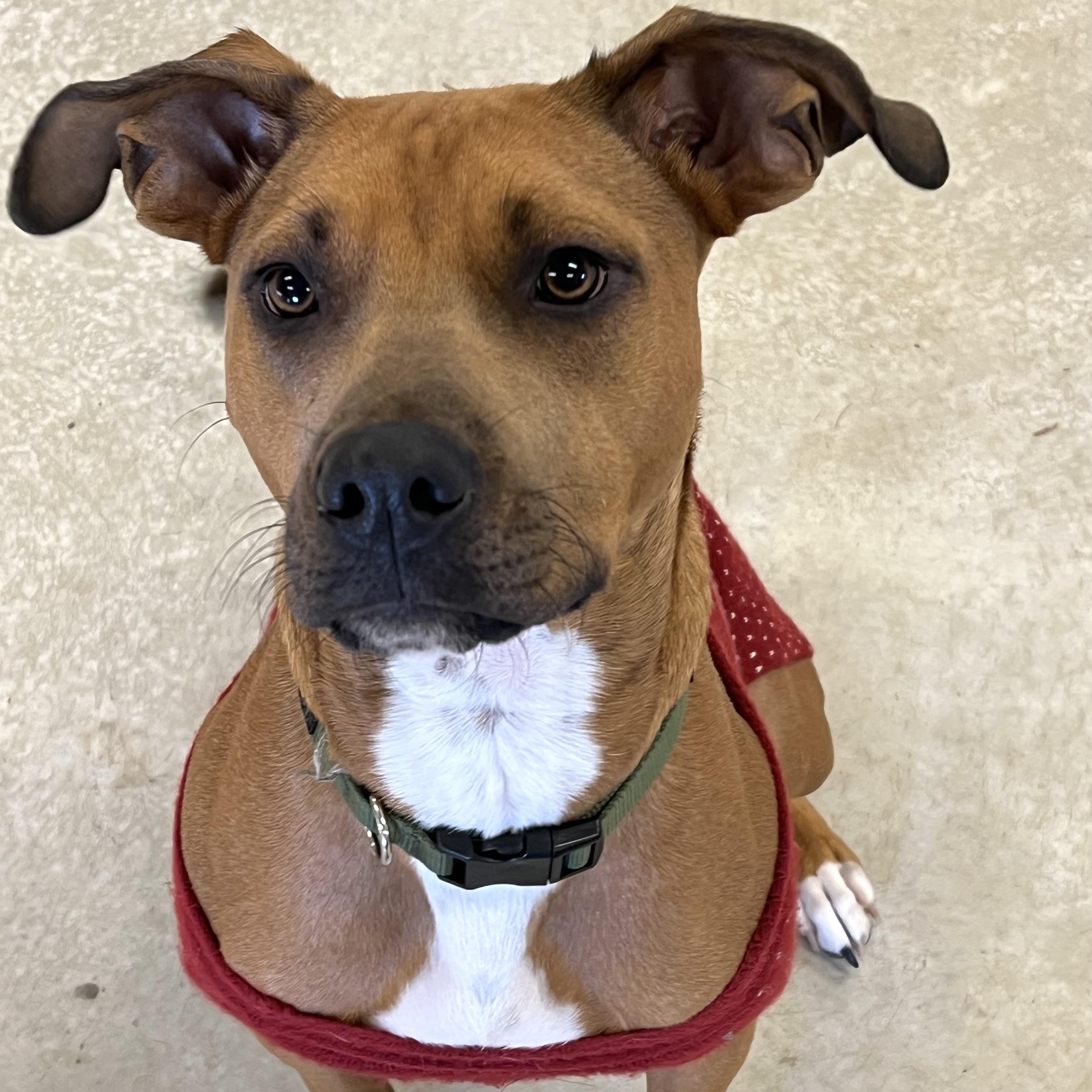 Russ, a Adoptable mixed breed in Prior Lake, MN image 5/6