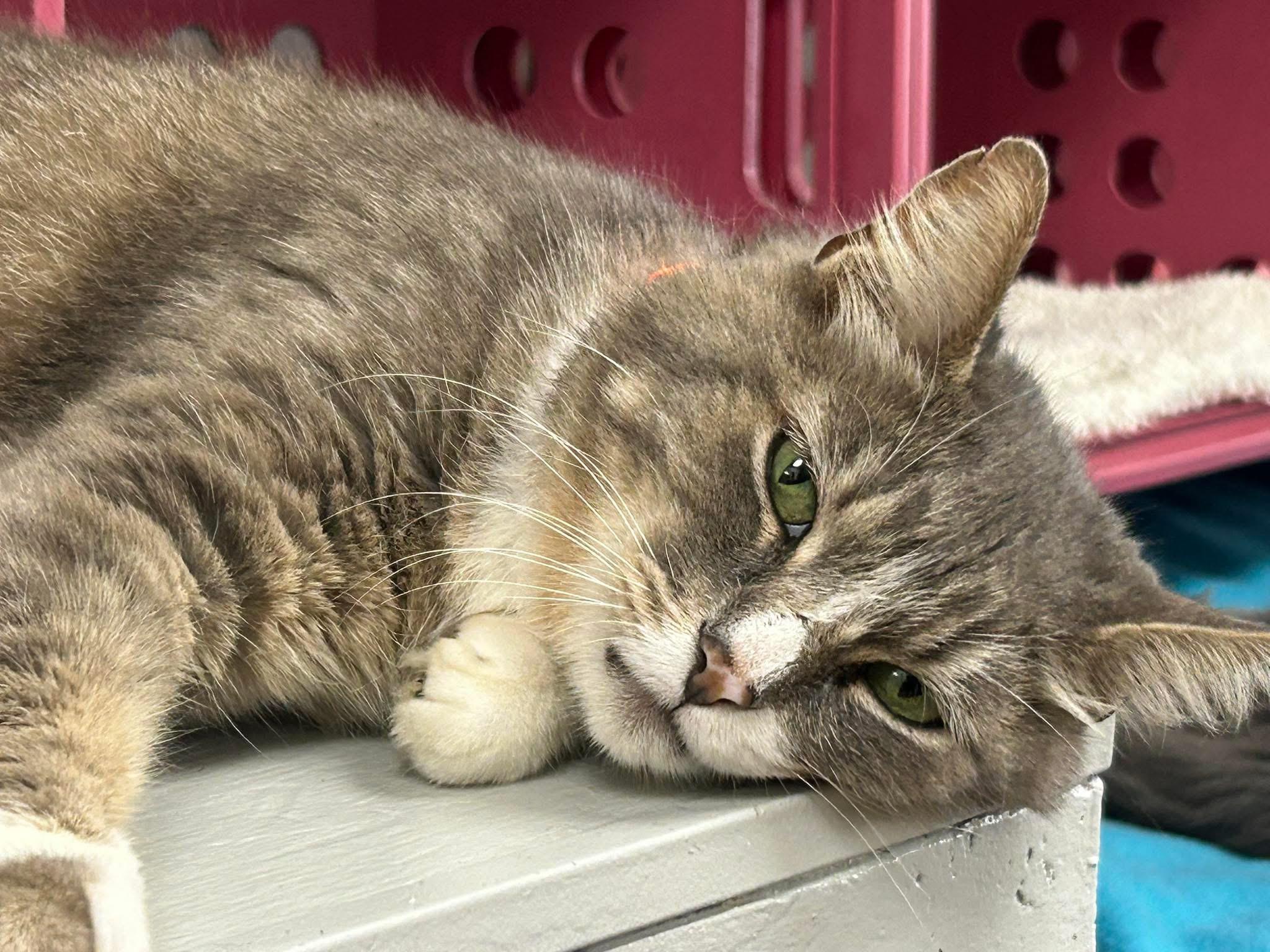 Enlarge Sterling, a ADOPTABLE Domestic Short Hair in Momence, IL image 3/3