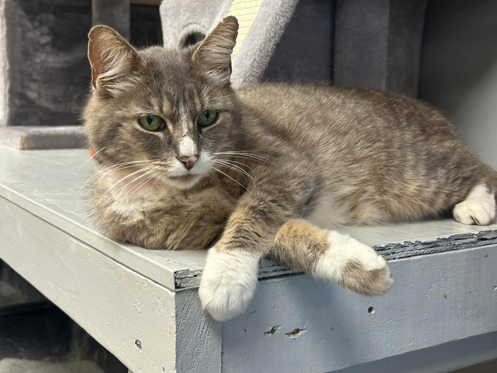 Enlarge Sterling, a ADOPTABLE Domestic Short Hair in Momence, IL image 1/3