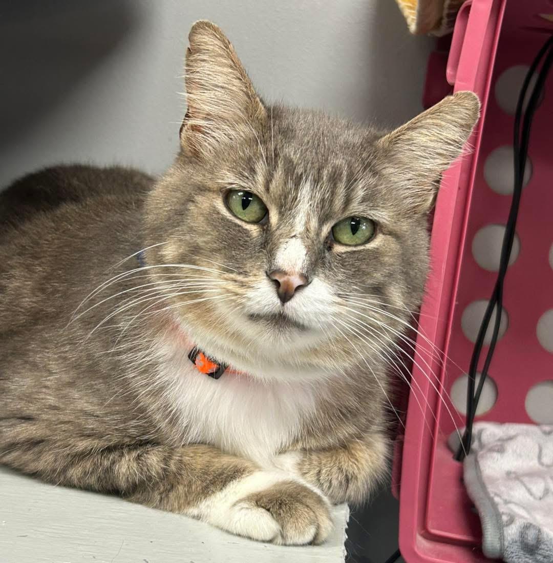 Enlarge Sterling, a ADOPTABLE Domestic Short Hair in Momence, IL image 2/3