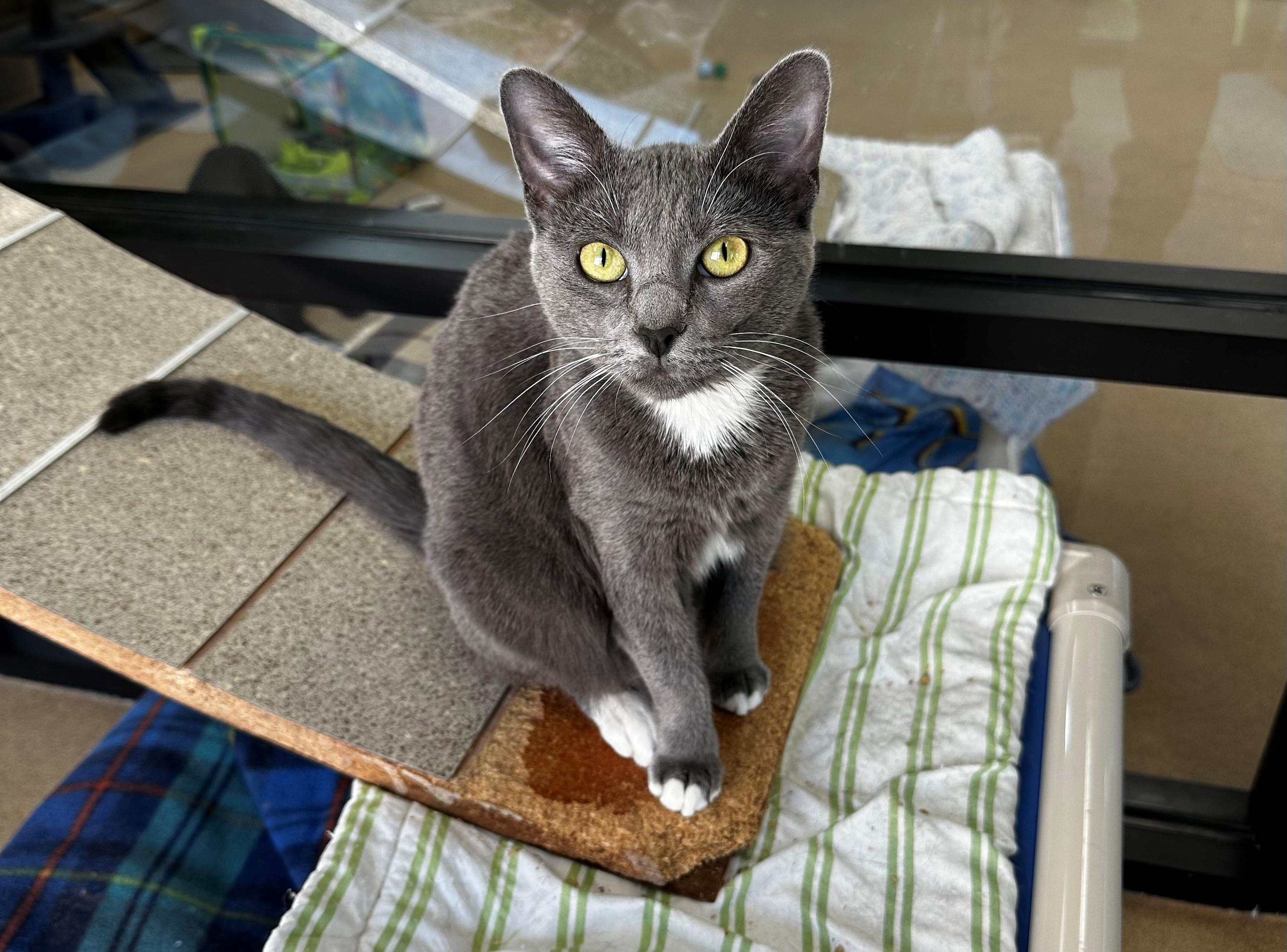 Sly, ADOPTABLE, Adult Female Domestic Short Hair.