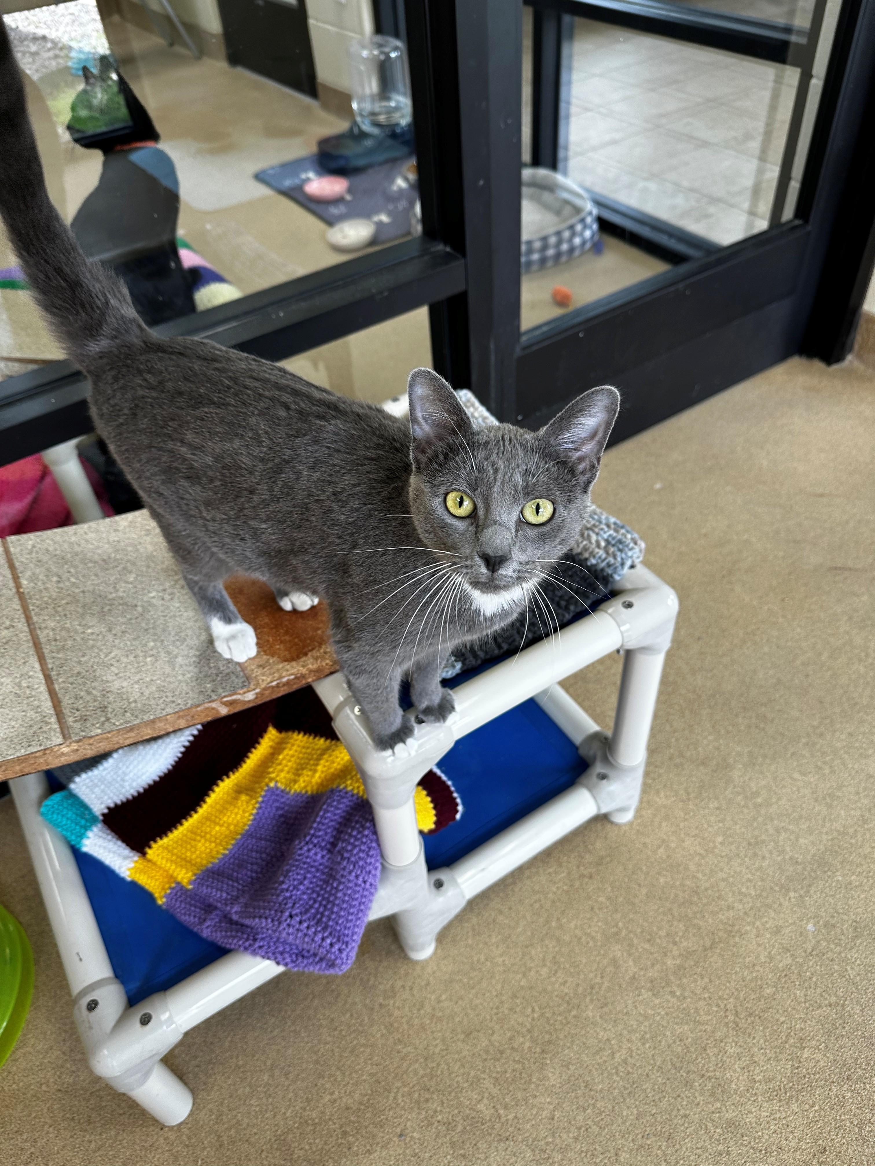 Enlarge Sly, a ADOPTABLE Domestic Short Hair in Lake Dallas, TX image 3/3