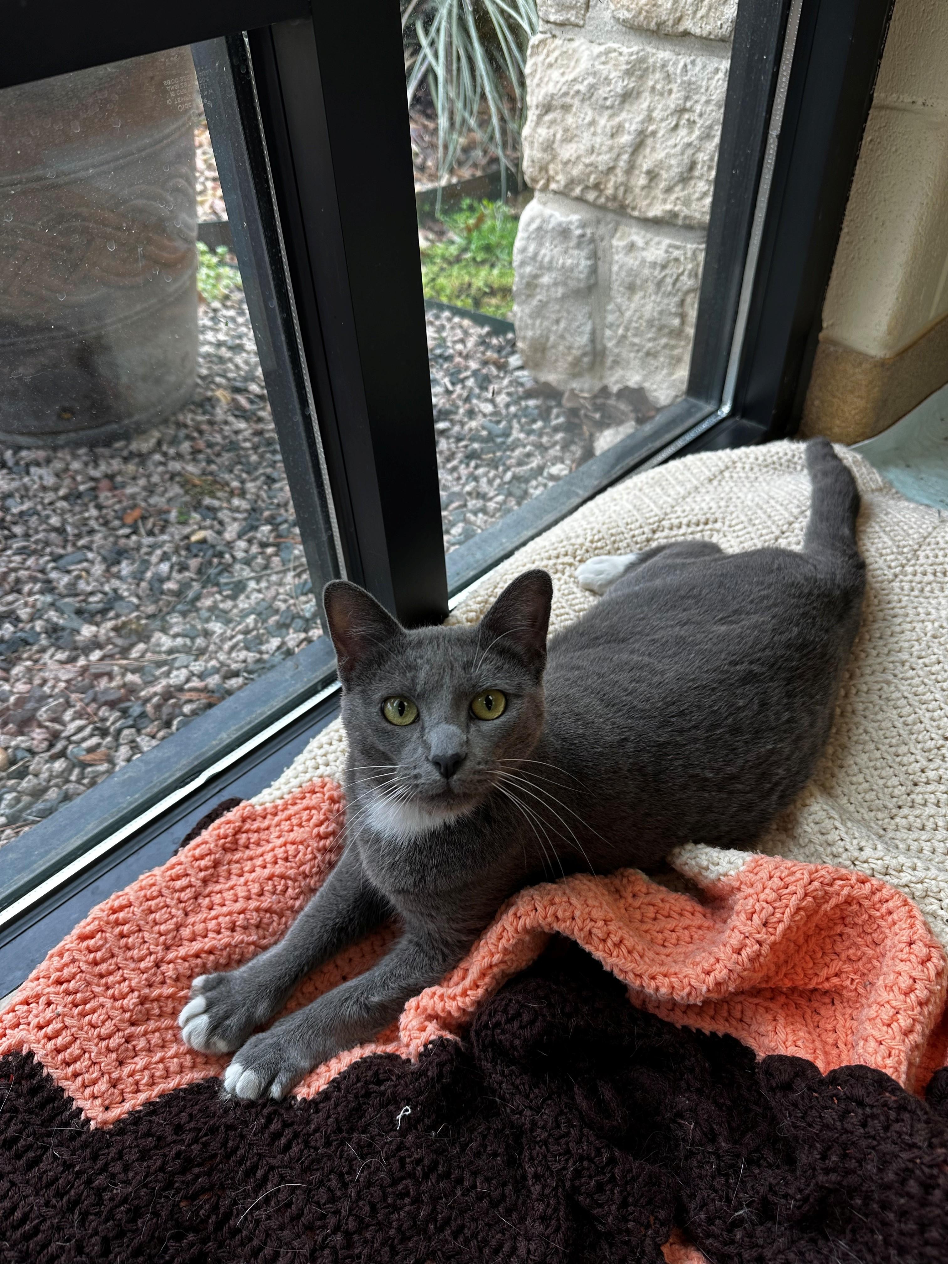 Enlarge Sly, a ADOPTABLE Domestic Short Hair in Lake Dallas, TX image 2/3