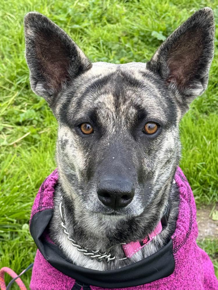 Lola (Mama), Adoptable, Adult Female German Shepherd Dog & American Staffordshire Terrier.