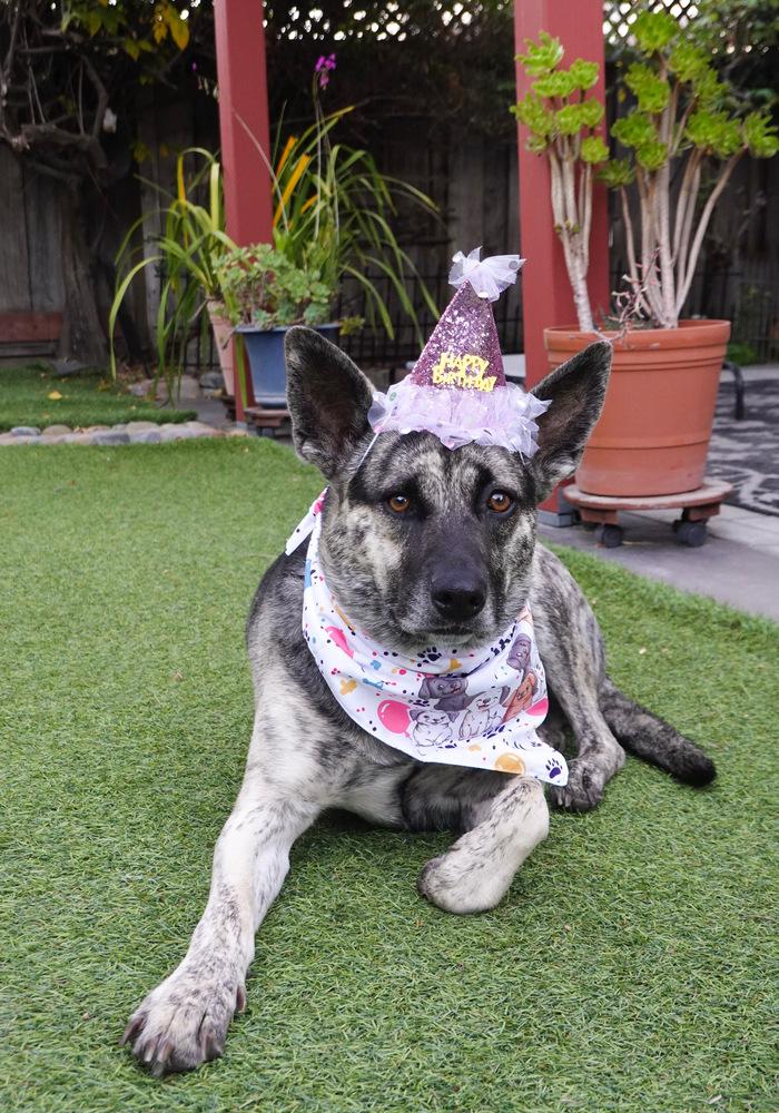 Lola (Mama), a Adoptable mixed breed in Pleasant Hill, CA image 2/6