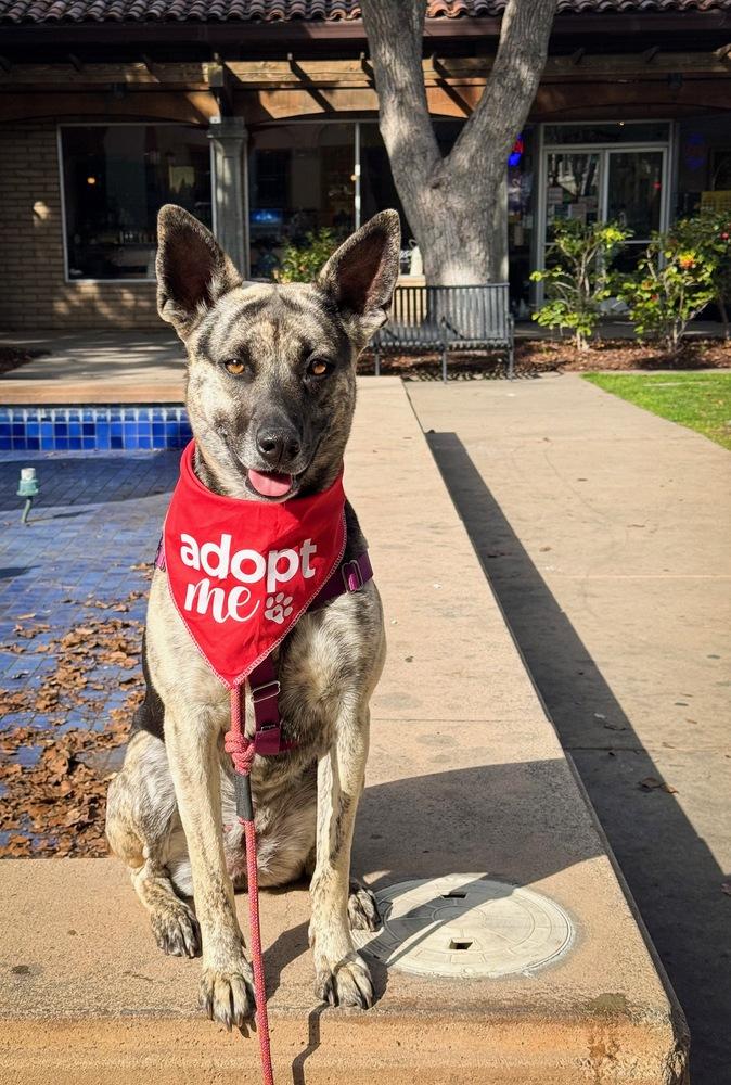 Enlarge Lola (Mama), a Adoptable mixed breed in Pleasant Hill, CA image 3/6