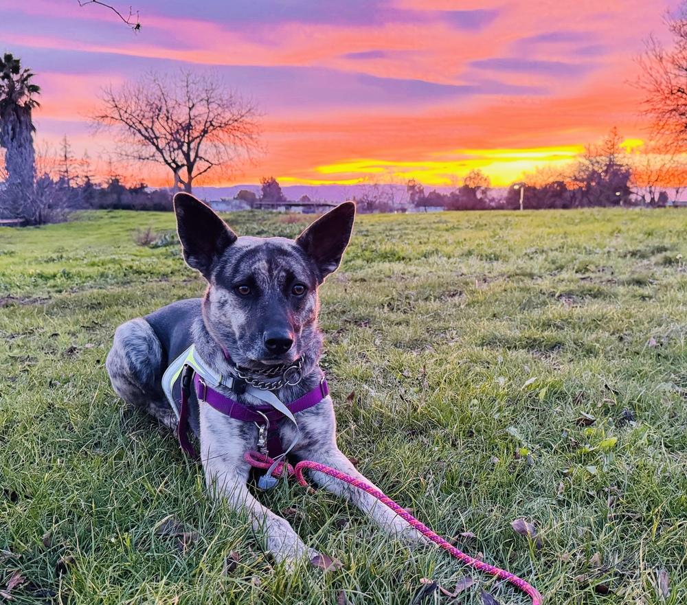 Enlarge Lola (Mama), a Adoptable mixed breed in Pleasant Hill, CA image 3/6