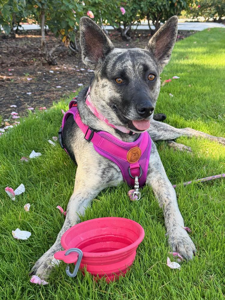 Lola (Mama), a Adoptable mixed breed in Pleasant Hill, CA image 3/6