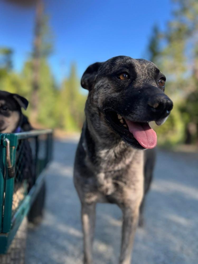 Lola (Mama), a Adoptable mixed breed in Pleasant Hill, CA image 4/6