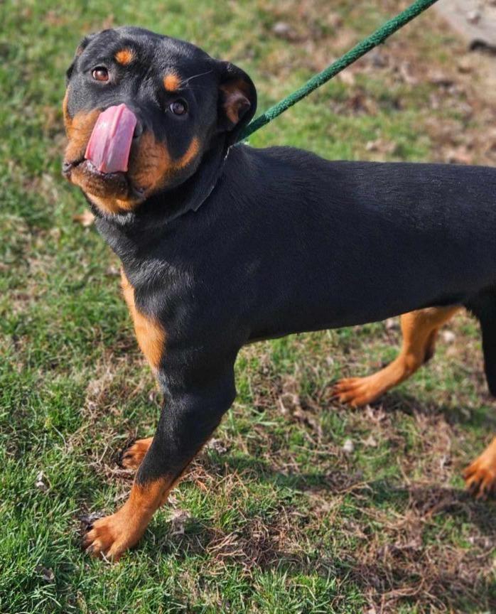 Enlarge BUBBLES, an adopted Rottweiler in Oswego, IL image 1/3