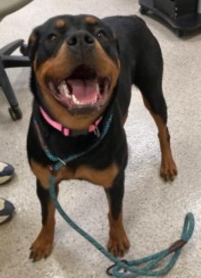Enlarge BUBBLES, an adopted Rottweiler in Oswego, IL image 2/3