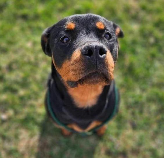 Enlarge BUBBLES, an adopted Rottweiler in Oswego, IL image 3/3