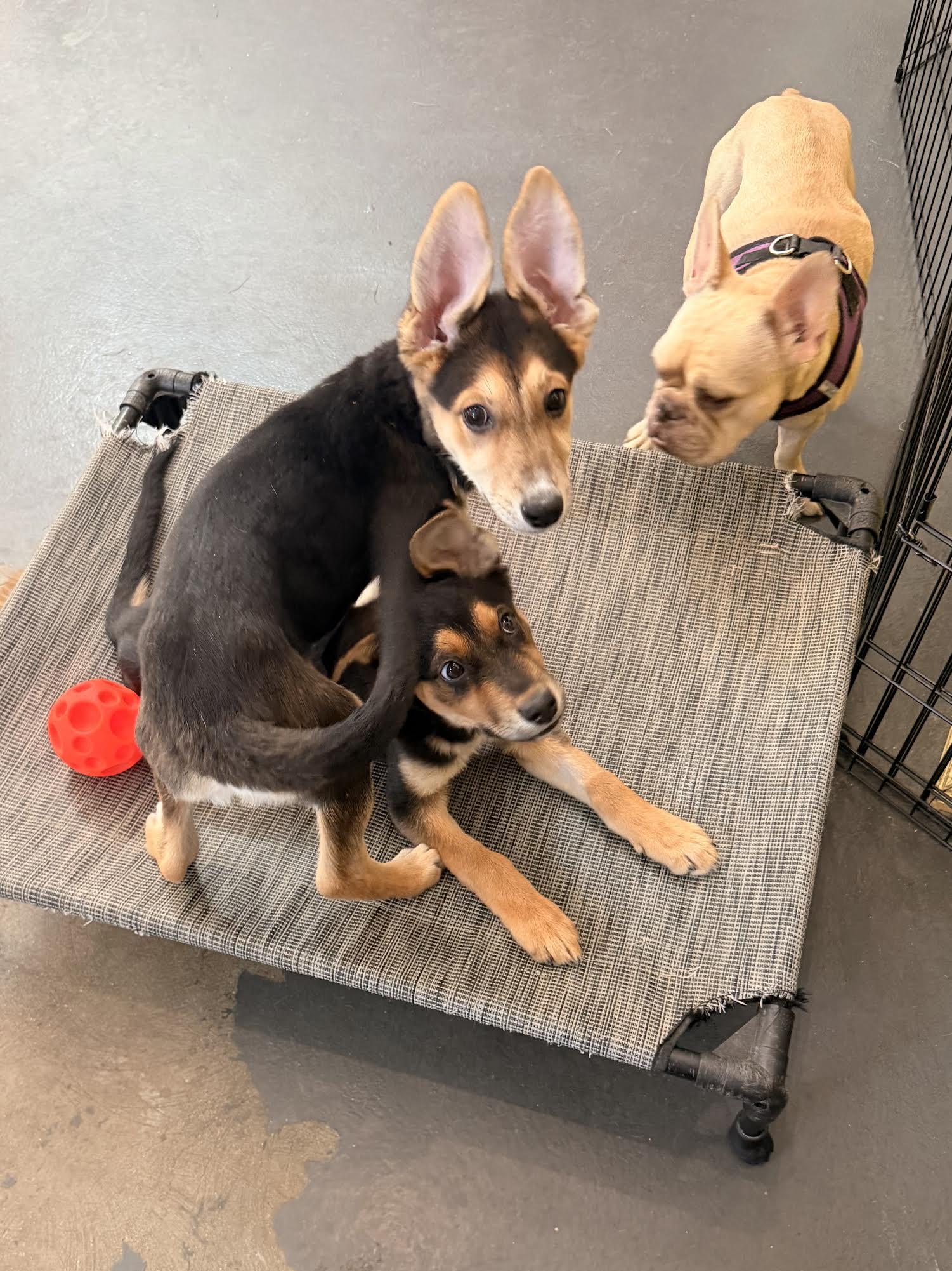 Enlarge Echo, a Adopted mixed breed in Las Vegas, NV image 2/4