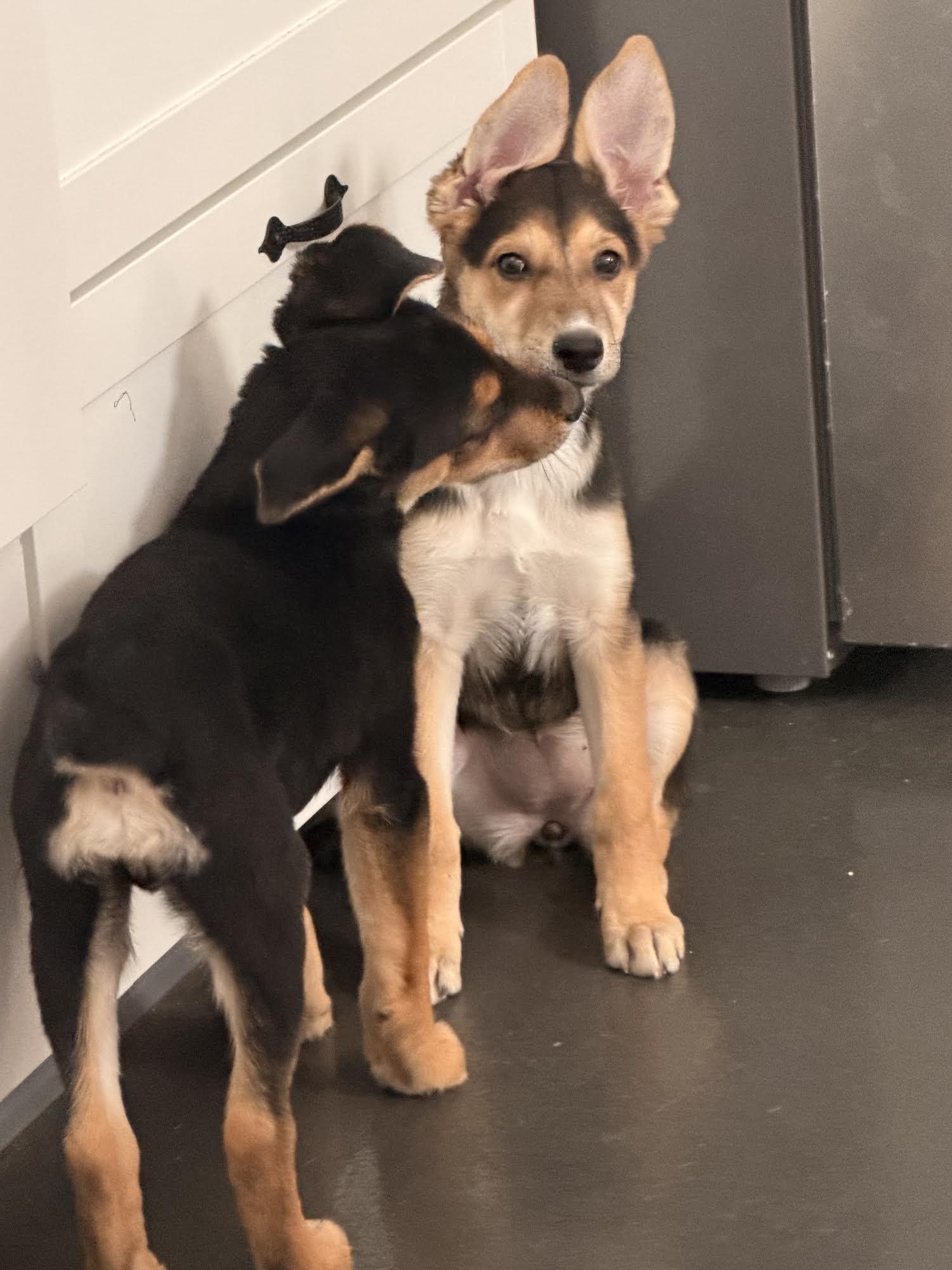 Enlarge Echo, a Adopted mixed breed in Las Vegas, NV image 1/4