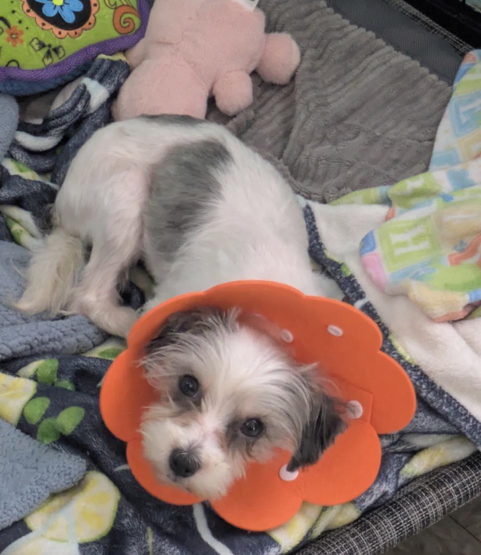 Enlarge Jasmin, an adopted Terrier in Glendale, NY image 1/1